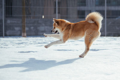 Side view of dog playing on snow