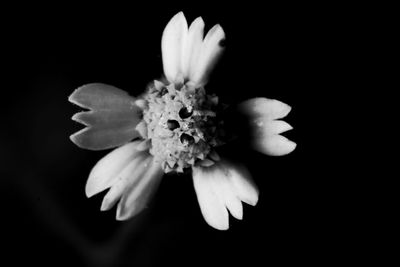 Close-up of white flower against black background