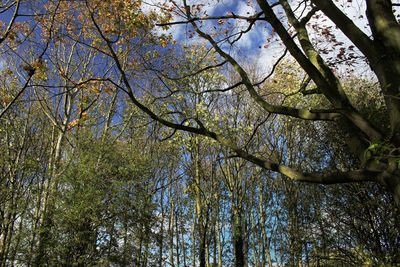 Low angle view of trees against sky