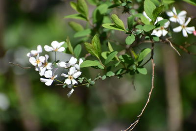 Close-up of white flowering plant