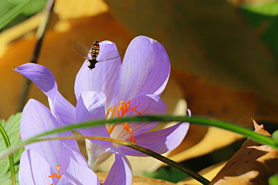 Close-up of butterfly on purple flower