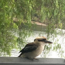 Bird perching on a lake