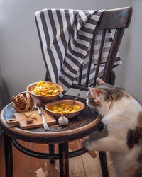 A fluffy cat looks with interest at a chair with a covered dinner