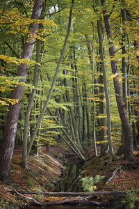 Bamboo trees in forest