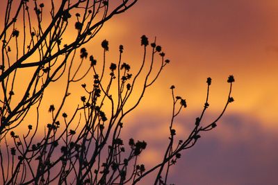 Close-up of plant against sky at sunset