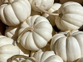 White pumpkins