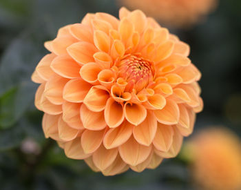 Close-up of orange dahlia blooming outdoors
