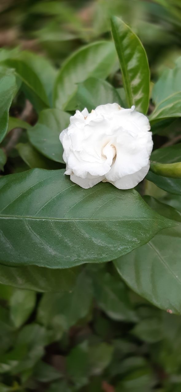 CLOSE-UP OF WHITE FLOWERING LEAVES