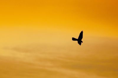 Low angle view of silhouette bird flying against orange sky