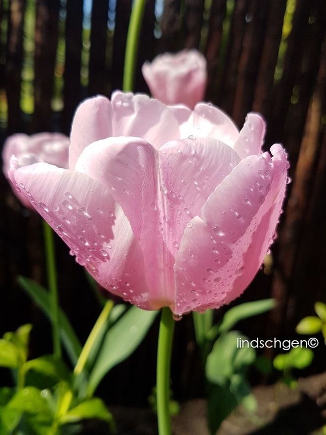 nature, beauty in nature, drop, petal, water, flower, fragility, wet, growth, freshness, plant, flower head, day, close-up, outdoors, raindrop, no people, leaf, blooming