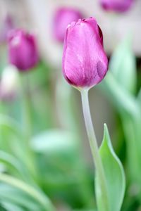 Close-up of pink tulip