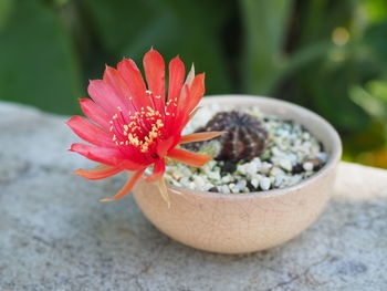 Close-up of red flower on potted plant