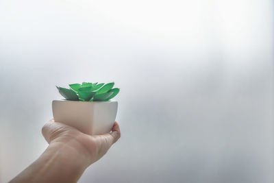 Close-up of hand holding leaf against white background