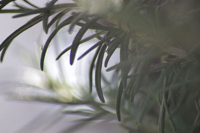 Close-up of white plant on bed