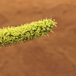 growth