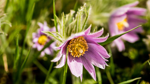 Close-up of purple flowering plant on field