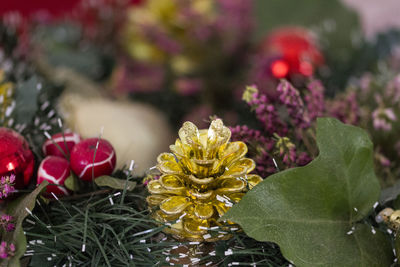 Close-up of flowers blooming outdoors