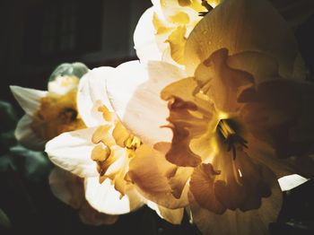 Close-up of white rose flower against black background