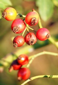 Close-up of cherries growing on tree