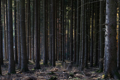 View of bamboo trees in forest