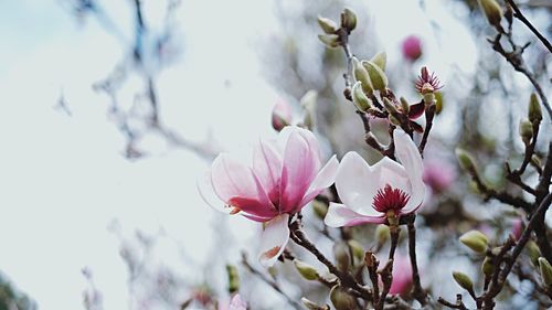 Close-up of pink cherry blossoms in spring