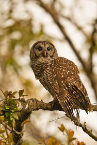 Close-up of owl perching on tree