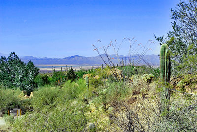 Plants on landscape against clear blue sky