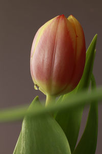 Close-up of red tulips