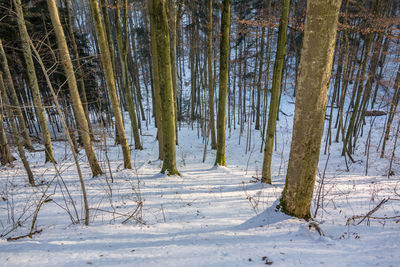 Trees in forest during winter