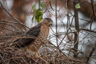 Close-up of bird perching on branch