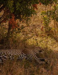 View of a cat in the forest