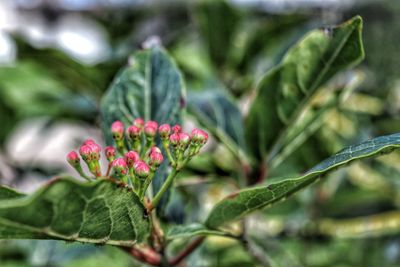 Close-up of flower blooming outdoors