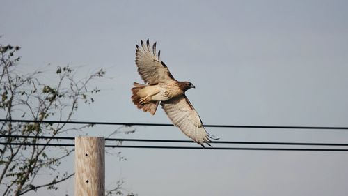 Low angle view of hawk flying against sky