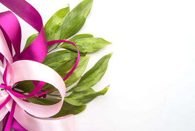 High angle view of pink flowering plant against white background