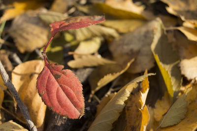 Close-up of leaves on twig