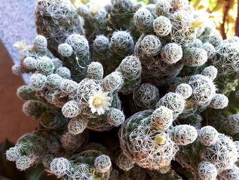 Close-up high angle view of cactus