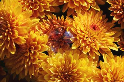 Close-up of honey bee on flowers