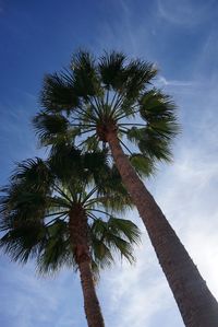 Low angle view of palm tree against sky