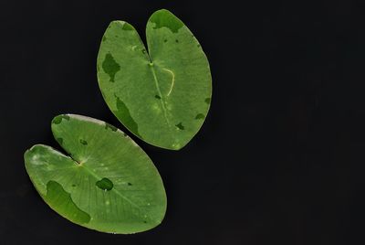 Close-up of lotus water lily against black background