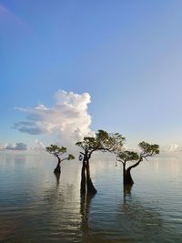 Tree by lake against sky