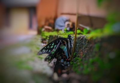 Close-up of butterfly