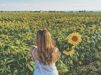 Rear view of woman standing in sunflower field