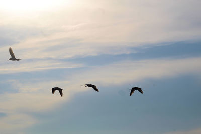 Low angle view of birds flying in sky