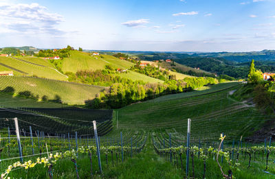 Scenic view of vineyard against sky