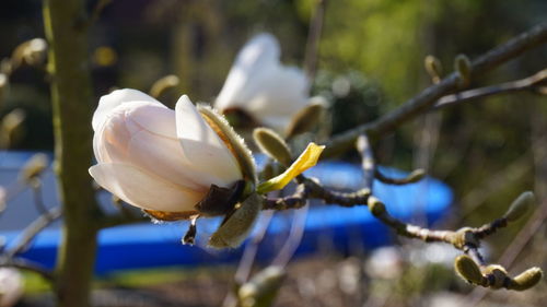 Close-up of white flowering plant