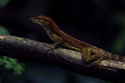 Close-up of lizard on branch