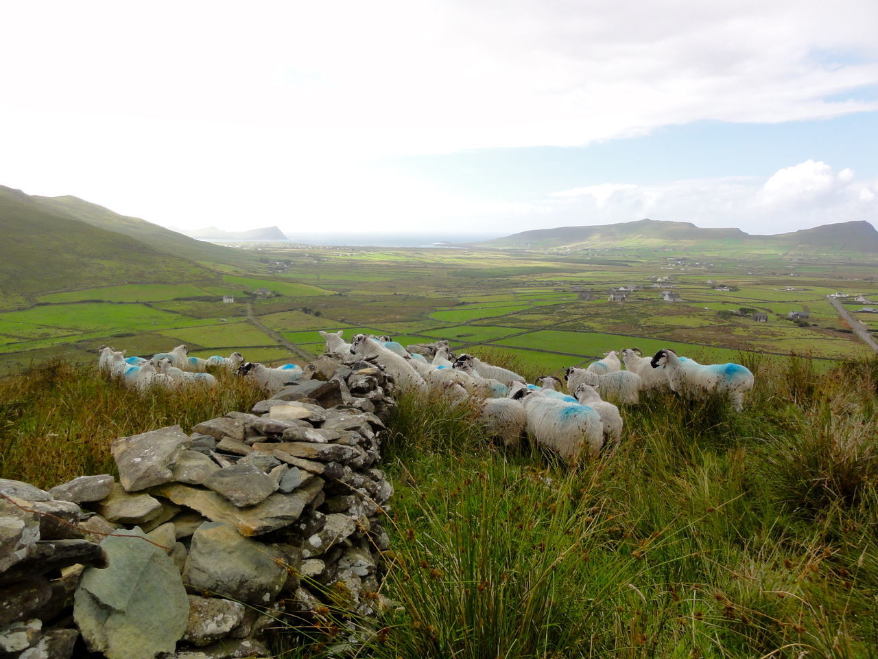 Moving sheeps