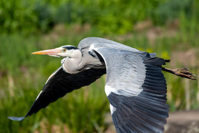 Closeup of a flying heron with wide spread wings and grey and black feathers flying over a park