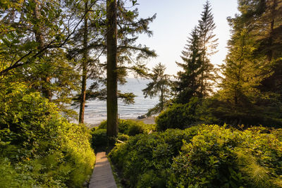 Scenic view of lake amidst trees against sky