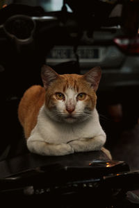 Portrait of cat sitting on floor